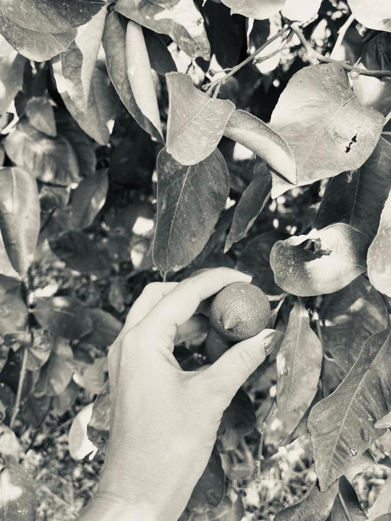 Villa Primofiore Di Vendicari La Banca Dış mekan fotoğraf